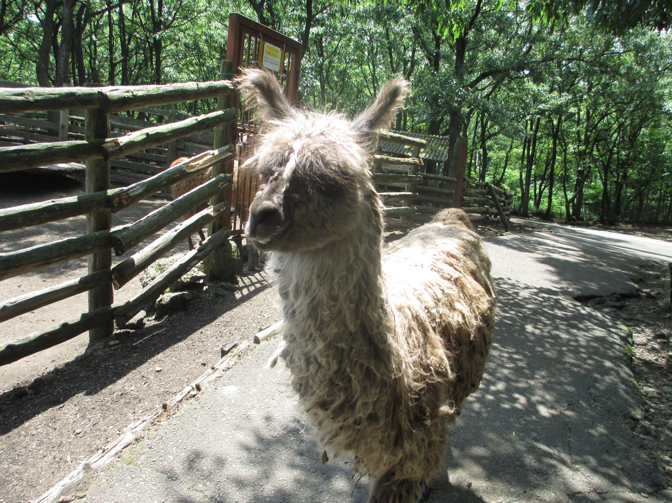 くじゅう自然動物公園 さといものブログ