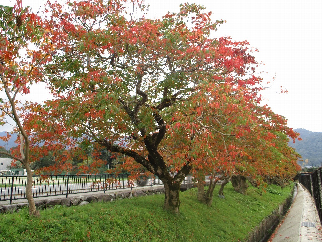 ハゼの木の紅葉 柳曽根の櫨並木 さといものブログ