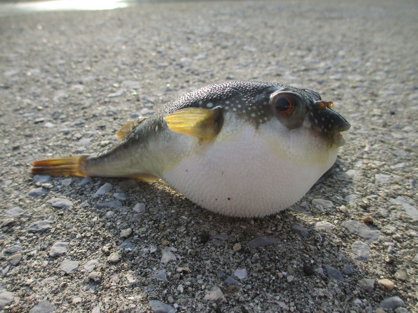 魚釣り 五目釣り さといものブログ