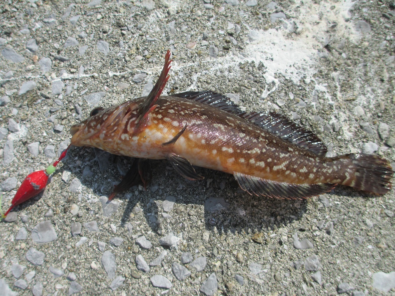 魚釣り 五目釣り さといものブログ