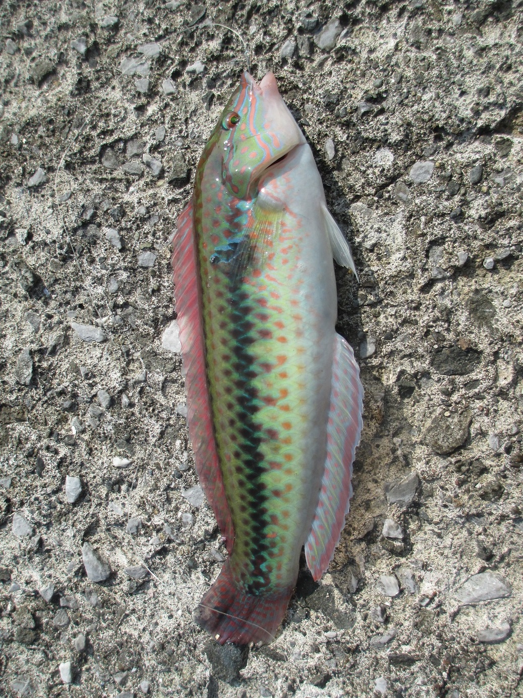 魚釣り 五目釣り さといものブログ