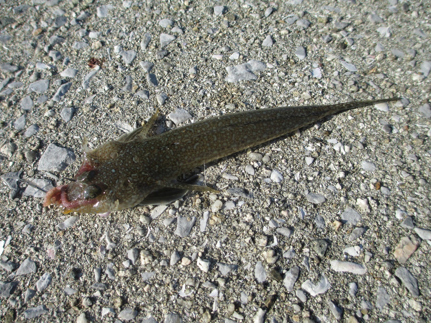 魚釣り 五目釣り さといものブログ