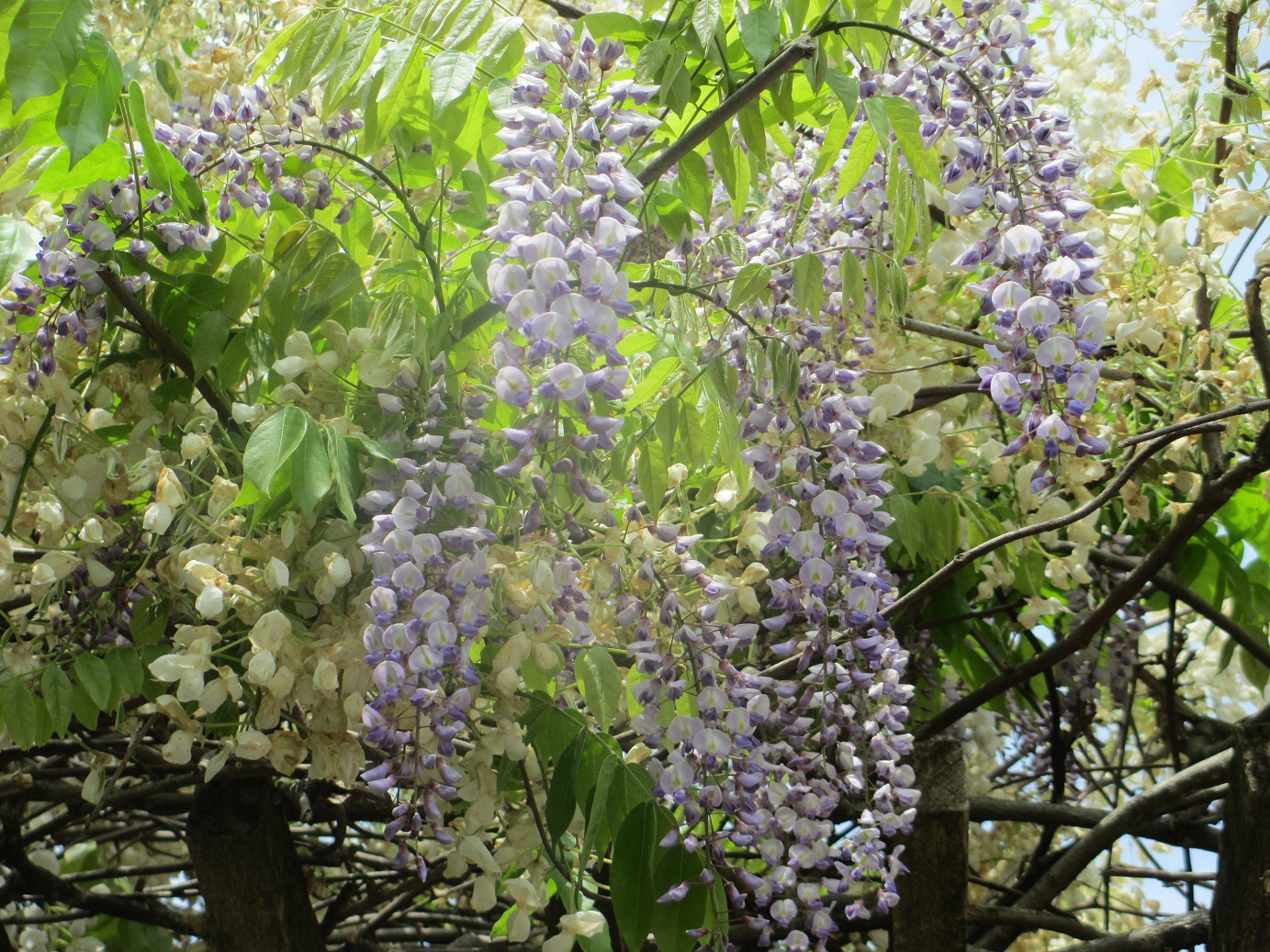 フジ(藤)の花: さといものブログ