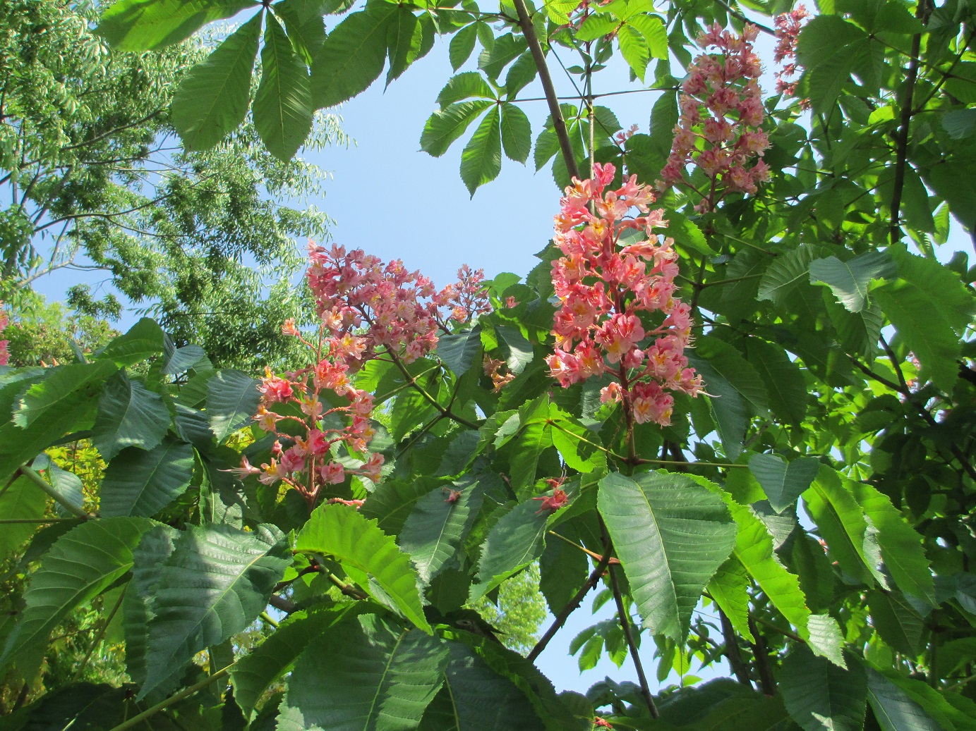 トチノキの花 赤花 さといものブログ