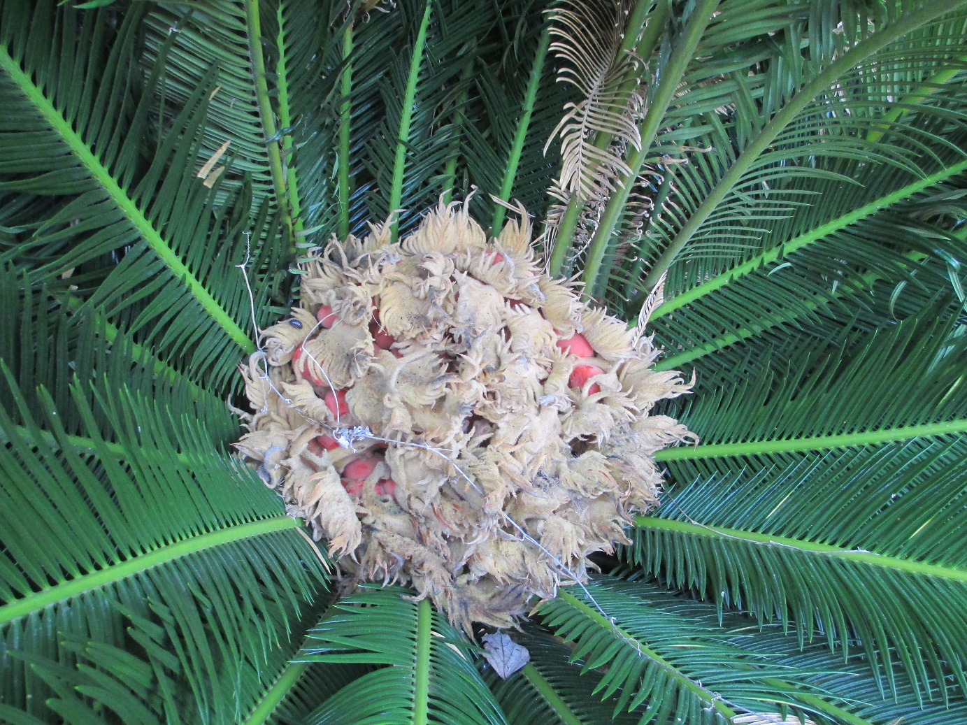 ⭐️【激レア一点物】⭐️ソテツ 蘇轍　多頭 3頭 奇形 抜き苗発送 上レア 新入荷 新商品 多肉植物 巨大苗カラフルセット - メルカリ